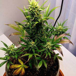 Cream Mandarin auto by Satdica Bulk Seeds from Freedom Of Seeds