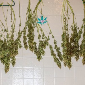 Gorilla Zkittlez Hanging To Dry.jpg