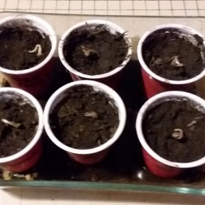 Tokens - TK200x - Wave 1 Planted.jpg