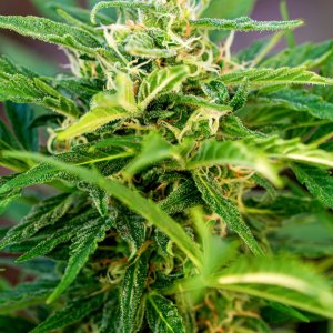 Somango auto by Satdica Bulk Seeds from Freedom Of Seeds