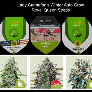 2024/25 Winter Weedy Wonderland Grow.jpg