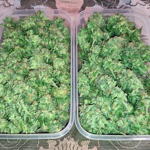 Humboldt_Dream_buds1.jpg