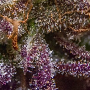 Banana Jealousy Outdoor Clone Trichomes.jpg