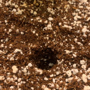 coco perlite soil.png