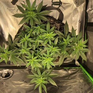 Blueberry Cheese Quad Day 51.jpeg