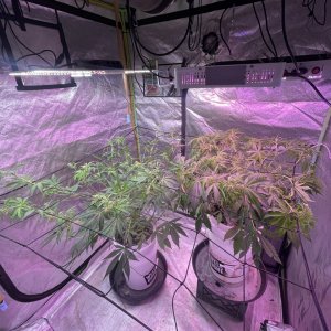 Scrog .jpeg