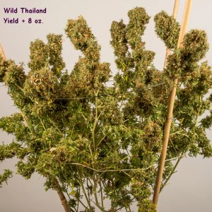 Wild Thailand yield.jpg