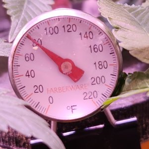 Flower tent temp in PM