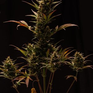 Cream Mandarin auto by Satdica Bulk Seeds from Freedom Of Seeds