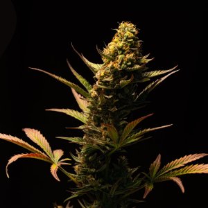 Cream Mandarin auto by Satdica Bulk Seeds from Freedom Of Seeds