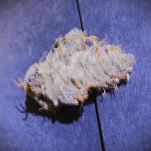 PGC nug 2 month cure (11)2.JPG