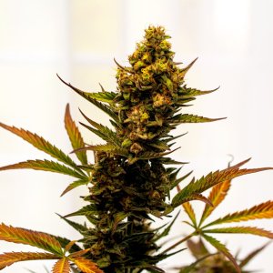 Cream Mandarin auto by Satdica Bulk Seeds from Freedom Of Seeds