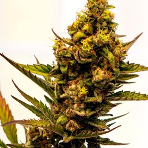 Cream Mandarin auto by Satdica Bulk Seeds from Freedom Of Seeds