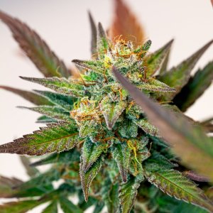 Cream Mandarin auto by Satdica Bulk Seeds from Freedom Of Seeds