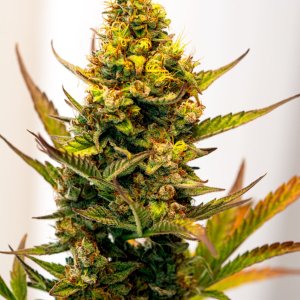 Cream Mandarin auto by Satdica Bulk Seeds from Freedom Of Seeds