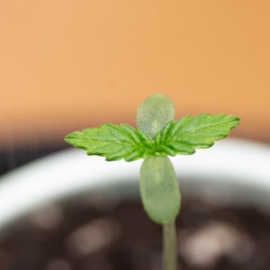 Royal Gorilla Seedling .jpg