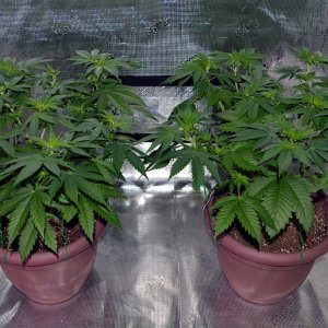 Afghani (L) Space (R) Day 0 Flower