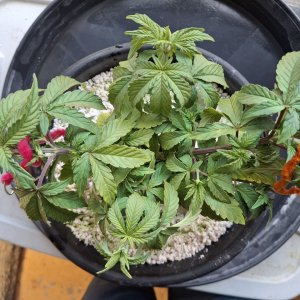 Pineapple Express (Penny)-Day 47-f.jpg