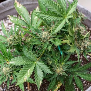 Somango auto 2 by Satdica Bulk Seeds from Freedom Of Seeds