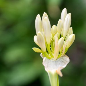 Agapanthus