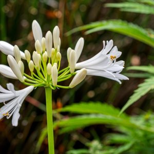 Agapanthus