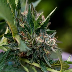 Somango auto 2 by Satdica Bulk Seeds from Freedom Of Seeds