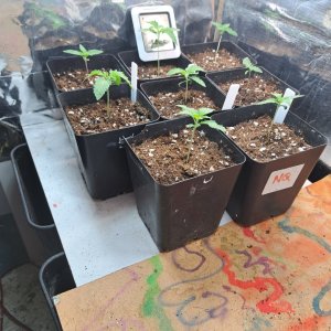 Next.4 Dutch Passion (Euphoria) and 4 Phoneix seeds(White Widow)