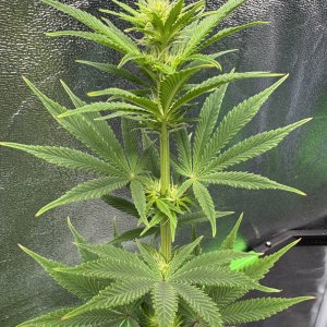 GTH#2Day74Day14FLRBud.JPG