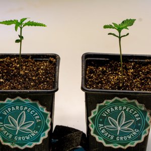 Big Angel auto (L) and Super Mazar auto (R)