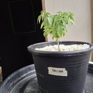 Super Silver Haze-Day 36-a.jpg