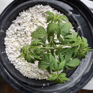 Super Silver Haze-Day 36-b.jpg