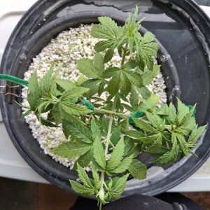 Super Silver Haze-Day 39-d.jpg