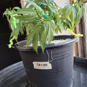 Super Silver Haze-Day 45-g.jpg