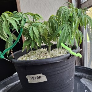 Super Silver Haze-Day 48-i.jpg