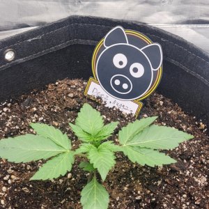 day11 plant 1.jpg