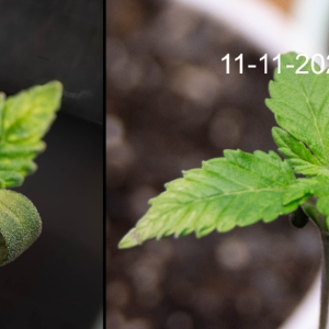 Overwatered Seedling two 1 week later.jpg