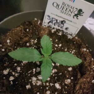 Sour Apple - day 3