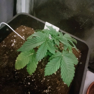 BlackBerry Moonrocks - day 14