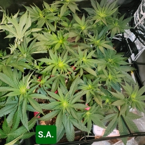 Sour Apple - day 42