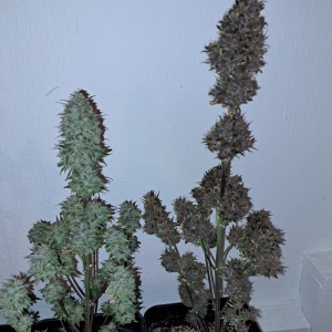 Bananna purple punch autos