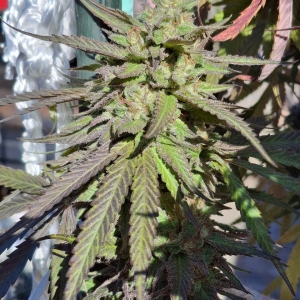 Purple Ghost Candy-Day 54F-d.jpg