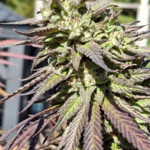 Purple Ghost Candy-Day 54F-f.jpg