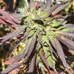 Purple Ghost Candy-Day 54F-g.jpg