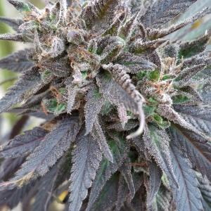 Purple Ghost Candy-Day 65F-i.jpg