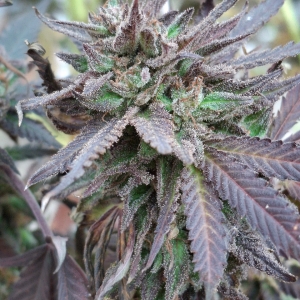 Purple Ghost Candy-Day 65F-j.jpg