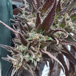 Purple Ghost Candy-Day 65F-k.jpg