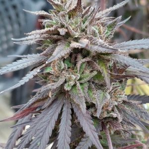 Purple Ghost Candy-Day 65F-l.jpg