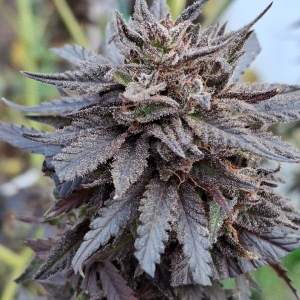 Purple Ghost Candy-Day 72-o.jpg