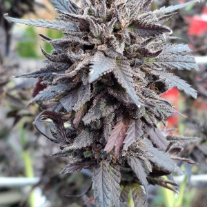 Purple Ghost Candy-Day 72-p.jpg