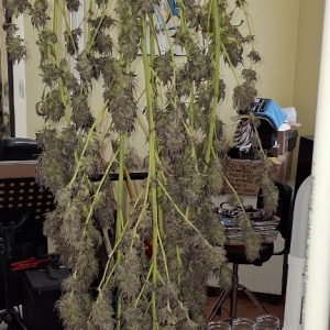 Purple Ghost Candy-Day 73-q.jpg